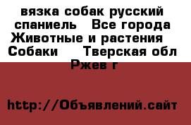 вязка собак русский спаниель - Все города Животные и растения » Собаки   . Тверская обл.,Ржев г.